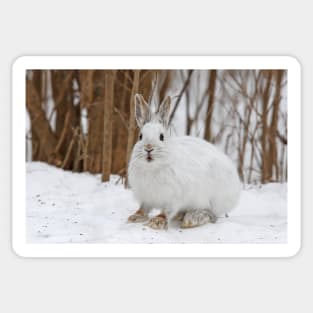 Snowshoe Hare Sticker